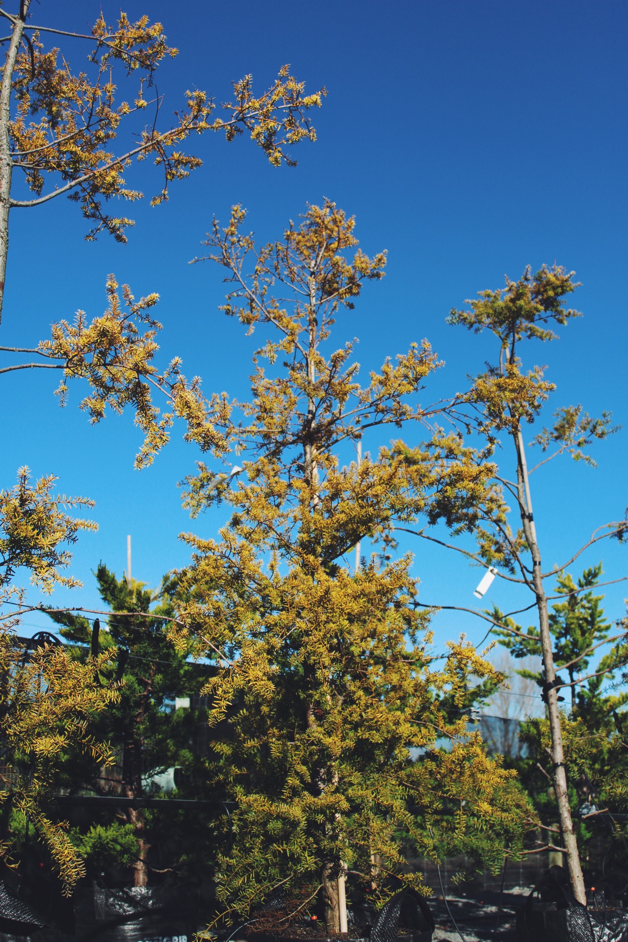 Gold Totara 'Aurea'