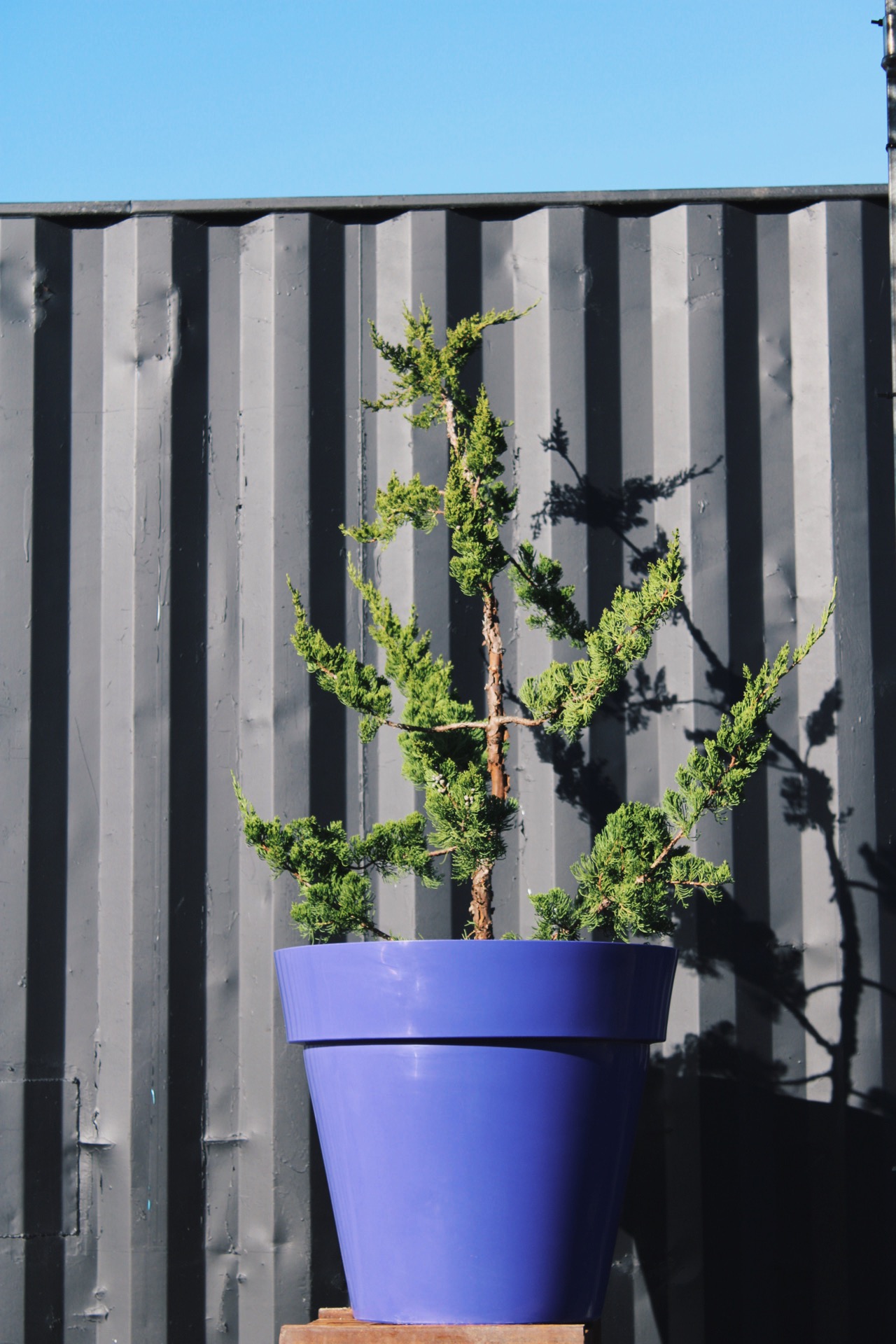 Juniperus chinensis var. kaizuka