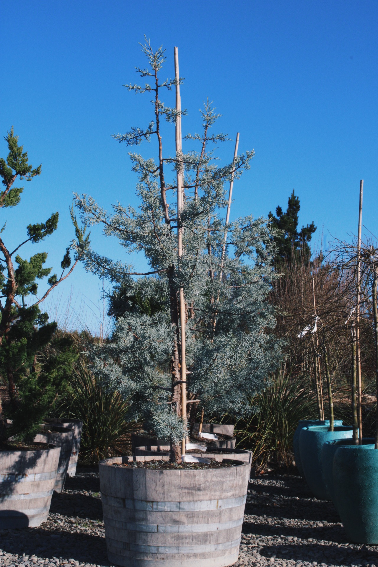 Cypress Blue Ice 'Arizonica'