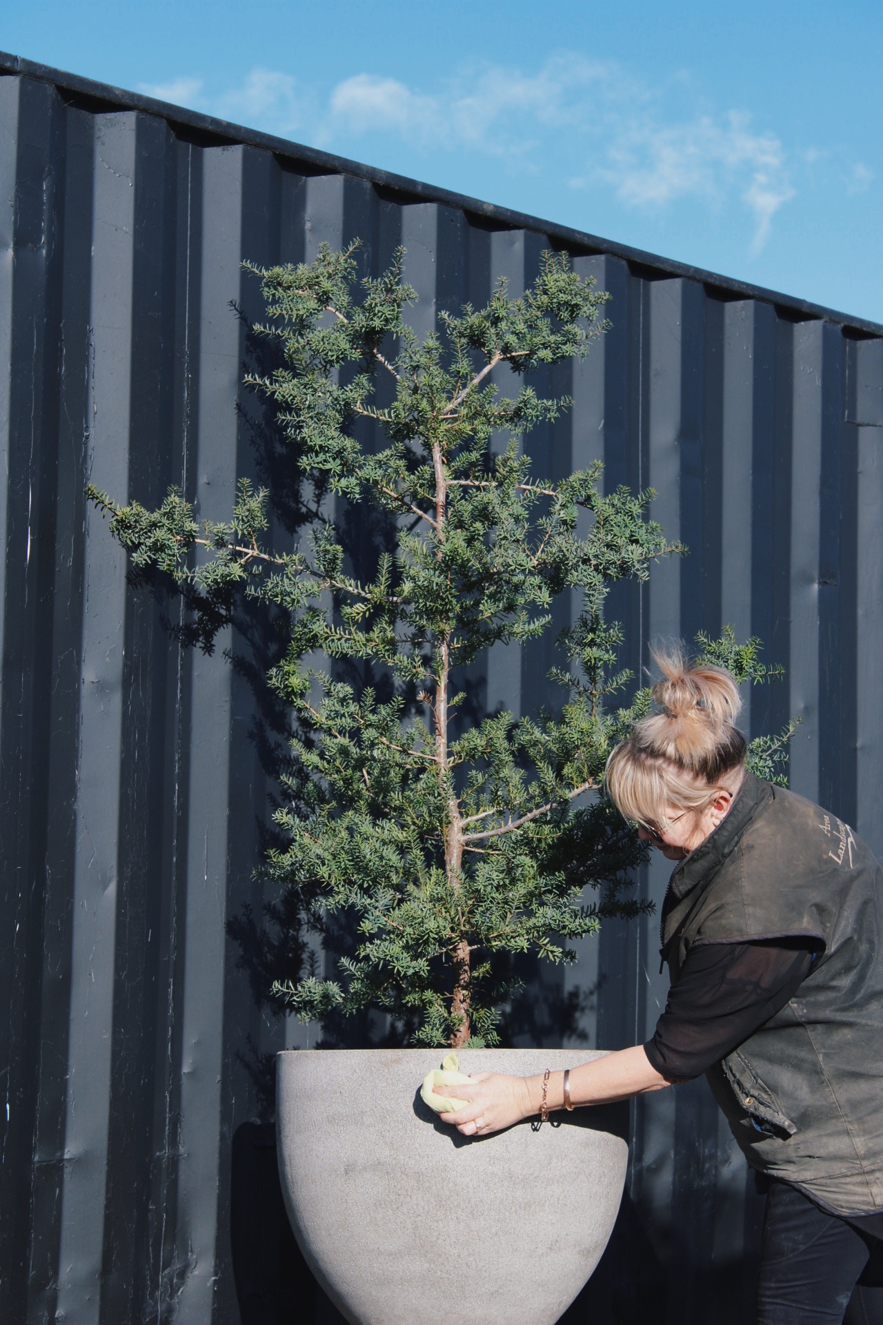 Blue Totara 'Matapouri Blue'