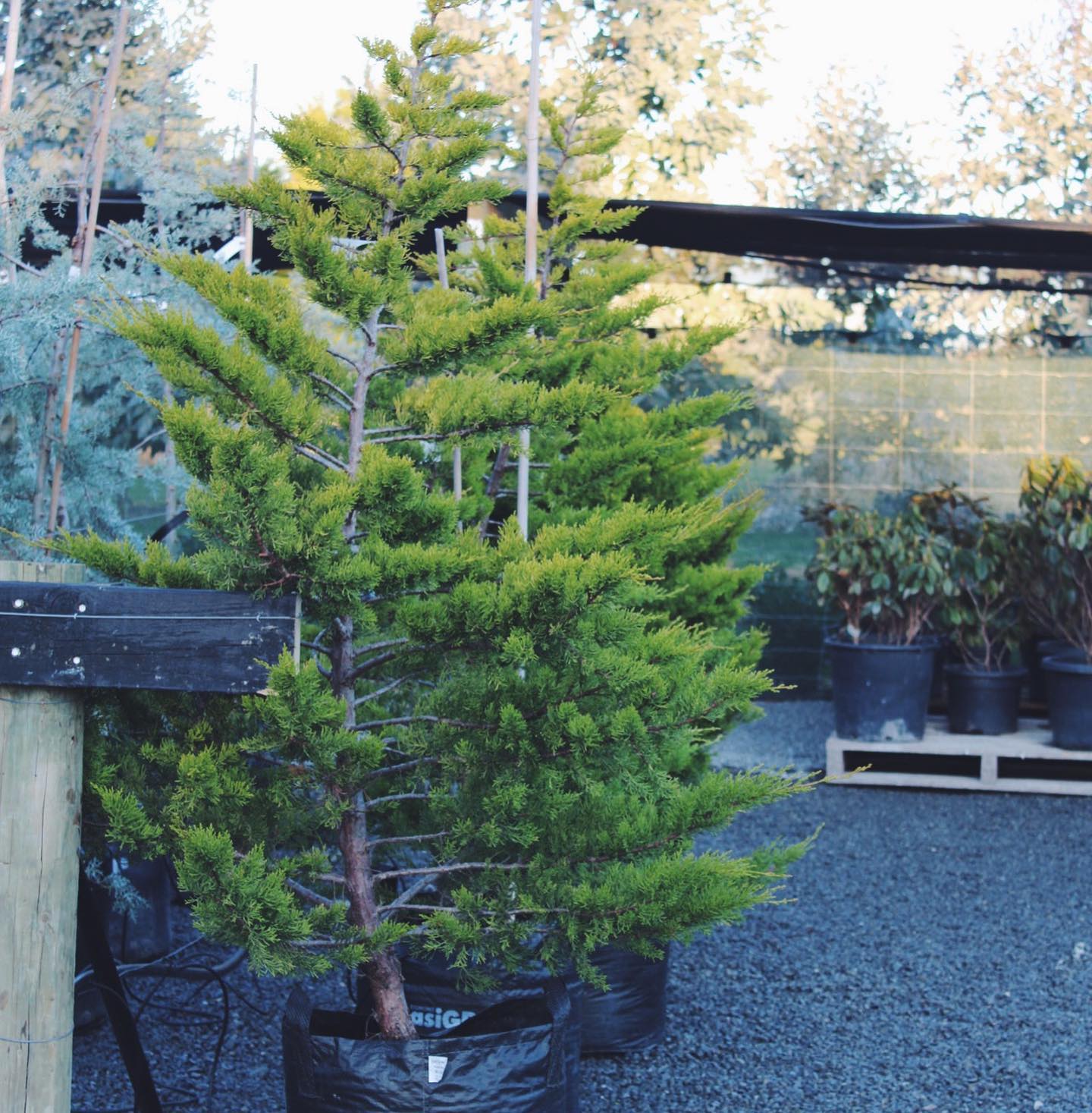 Cypress Macrocarpa fine gold